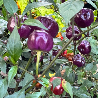 Purple Pumpkin - Seeds - The Pepper Pantry (Formerly Marie Sharp's)